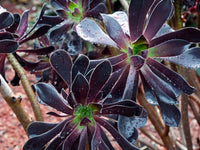 Black Succulent Flower Seeds Drought Tolerant Heirloom & GMO Free Seeds for Home Garden
 
 Sale