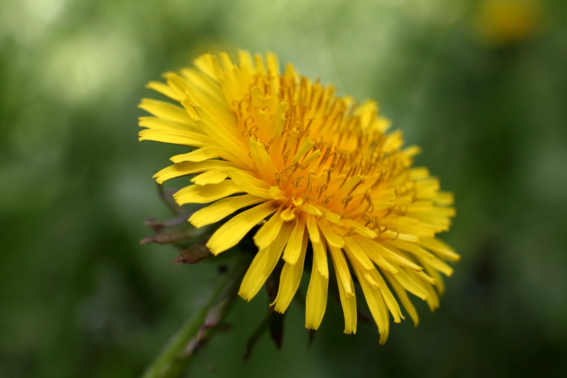 Dandelion Flower seeds for Planting Colorful Display Heirloom & GMO Free Seeds for Home Garden