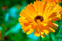 Light Orange Verbena Flower Seeds for Planting Low Maintenance Heirloom & GMO Free Seeds for Home Garden
 
 Sale