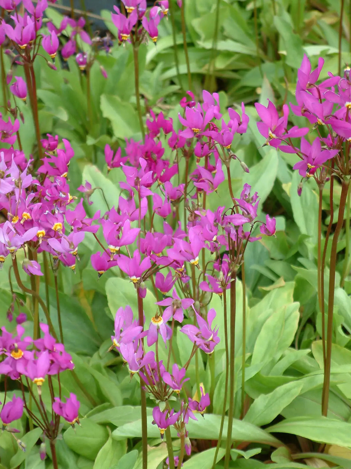 Pink White Dodecatheon Seeds - Perfect for Planting in Spring and Summer Gardens