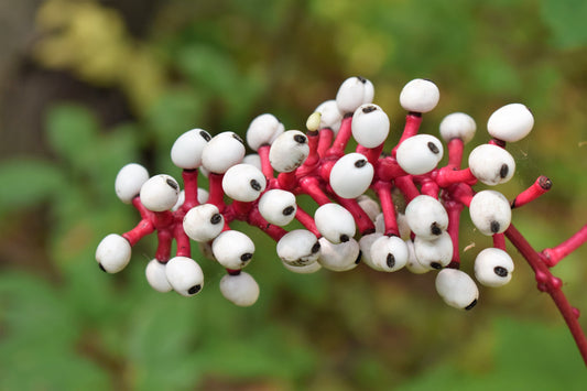 Packet of Doll’s Eyes White Baneberry Cohosh seeds