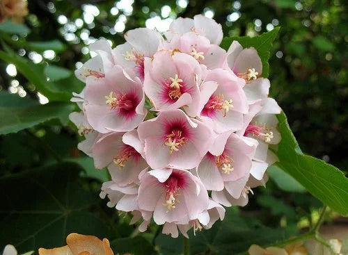 Dombeya Burgessiae Flower seeds for Planting - Low Maintenance, Heirloom & GMO Free Seeds for Home Garden
