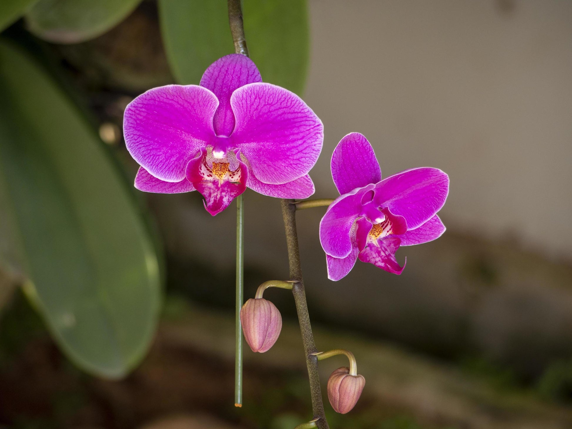 Pink Doritaenopsis Flower seeds for Planting - Easy to Grow, Heirloom & GMO Free Seeds for Home Garden