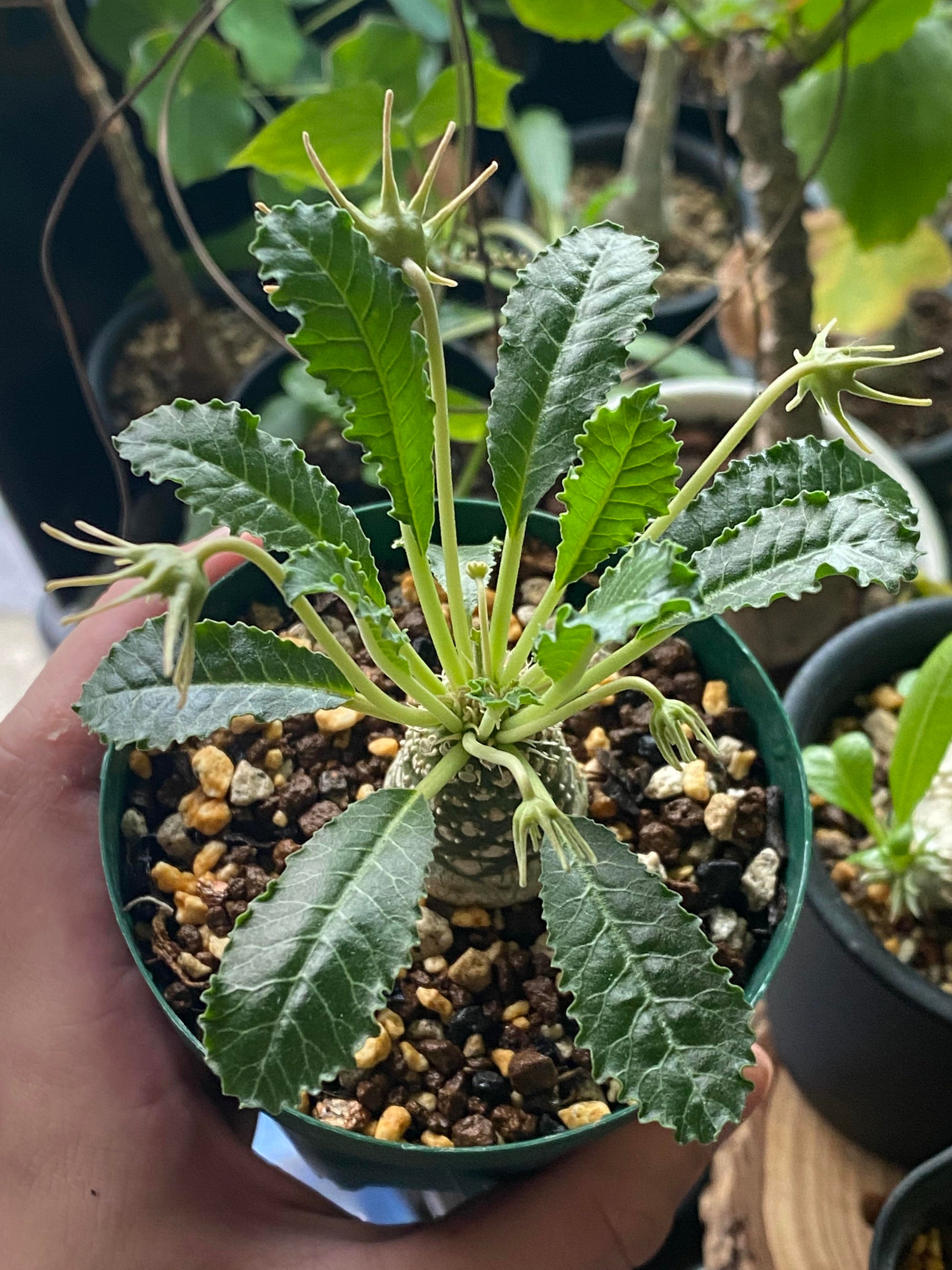 Dorstenia Lavrano Flower seeds for Planting Low Maintenance Heirloom & GMO Free Seeds for Home Garden 
 
 Sale