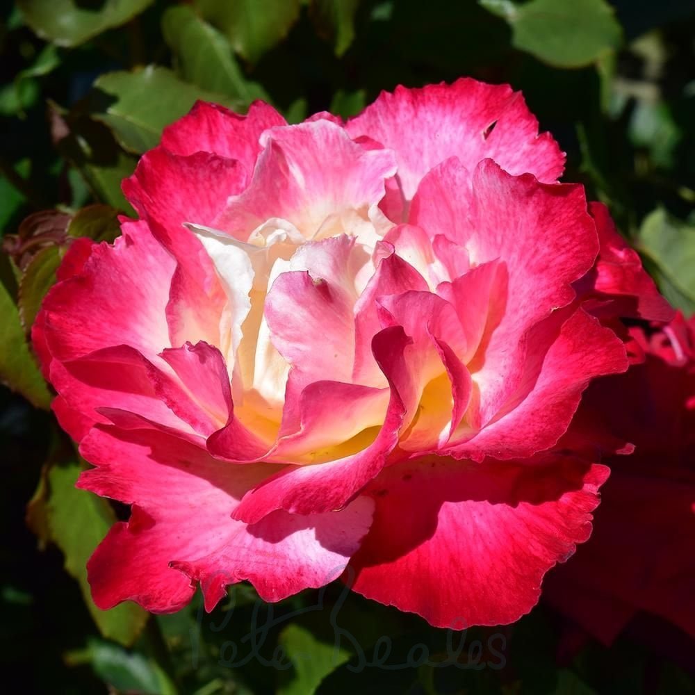 Double Delight Rose Flower seeds for Planting Drought Tolerant Heirloom & GMO Free Seeds for Home Garden