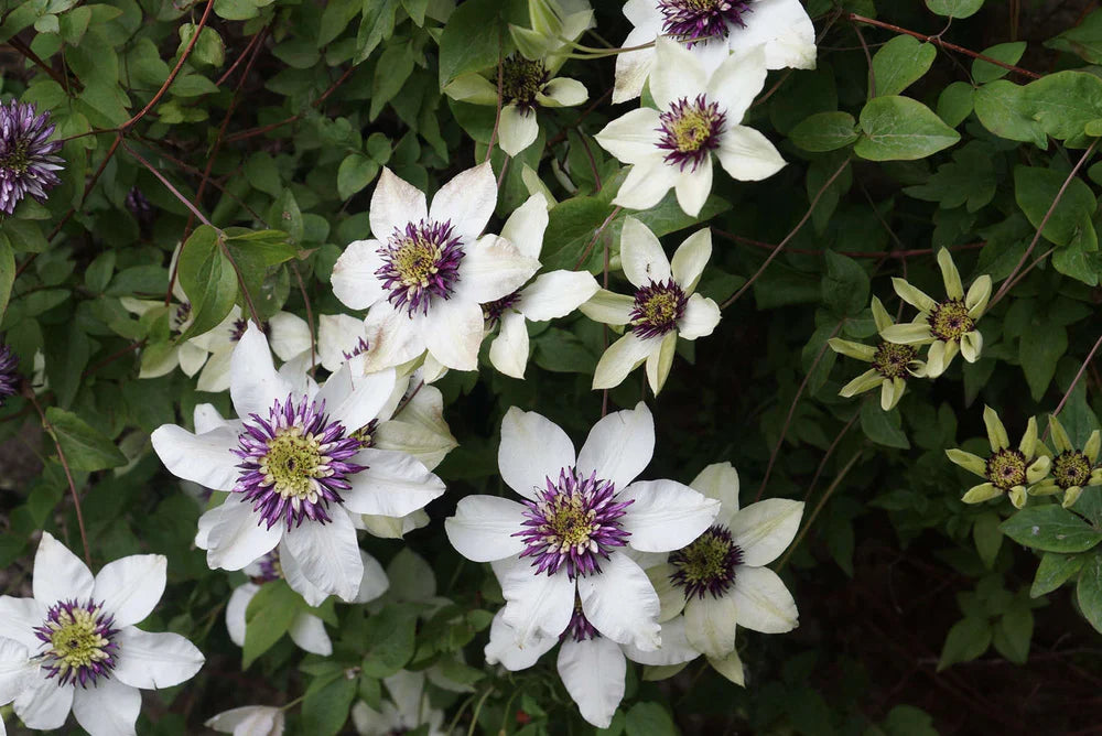 Clematis Flower seeds for Planting - Long Bloom Season, Heirloom & GMO Free Seeds for Home Garden