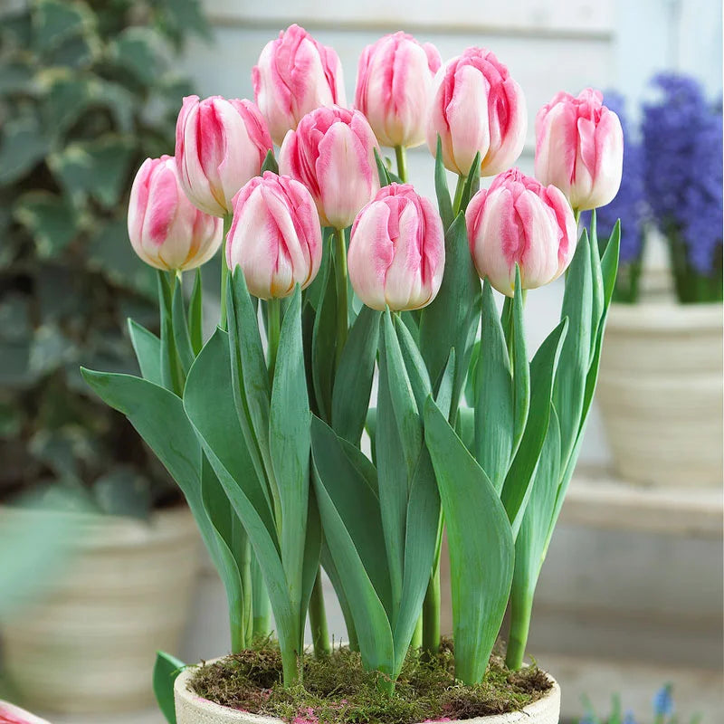White Pink Tulip Flower seeds for Planting Sun Loving Heirloom & GMO Free Seeds for Home Garden