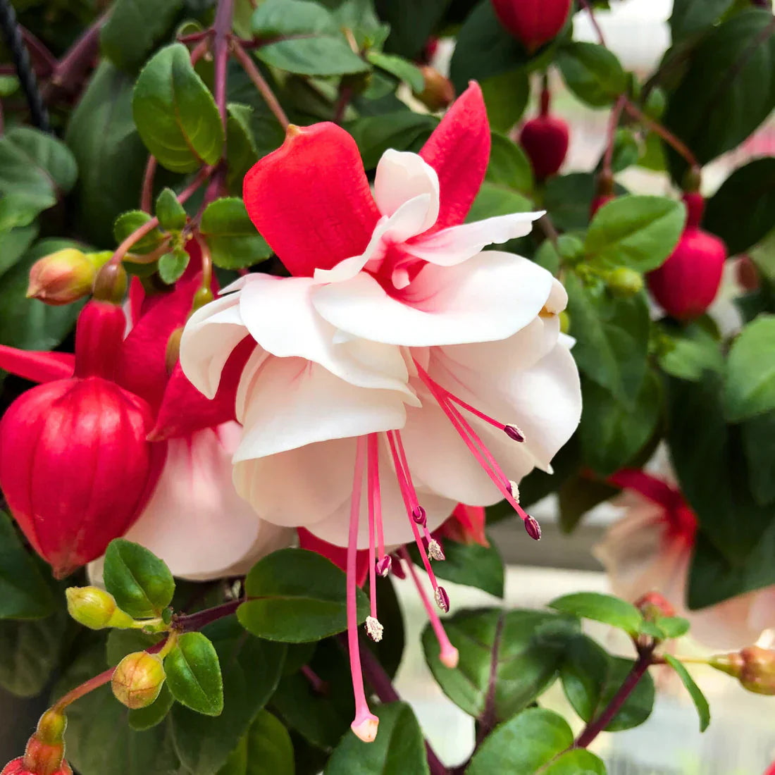 Double Petals Fuchsia Seeds for Planting