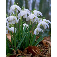 Rare Scented Snowdrops (Galanthus nivalis 'Flore Pleno') Flower seeds for Planting - Garden Favorite, Heirloom & GMO Free Seeds for Home Garden