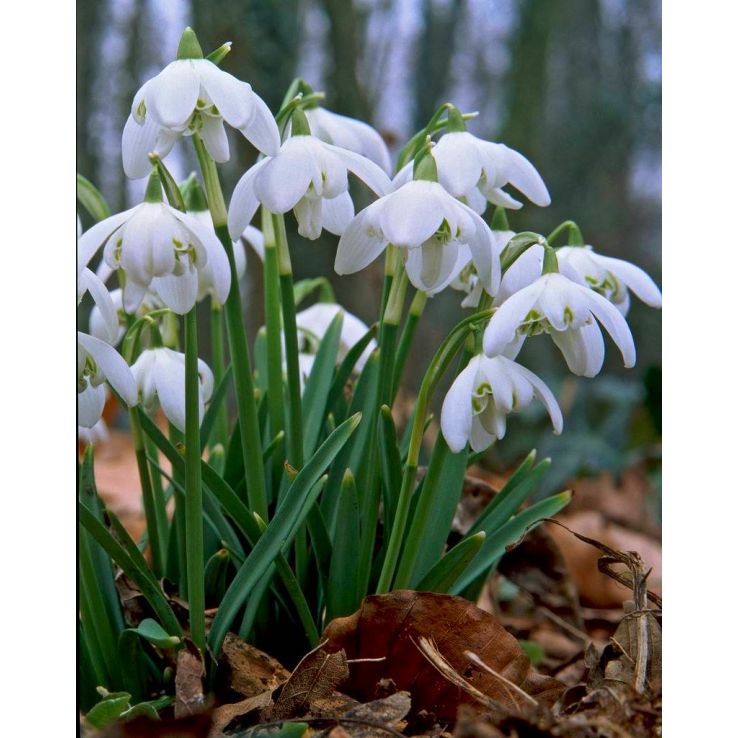 Rare Scented Snowdrops (Galanthus nivalis 'Flore Pleno') Flower seeds for Planting - Garden Favorite, Heirloom & GMO Free Seeds for Home Garden
