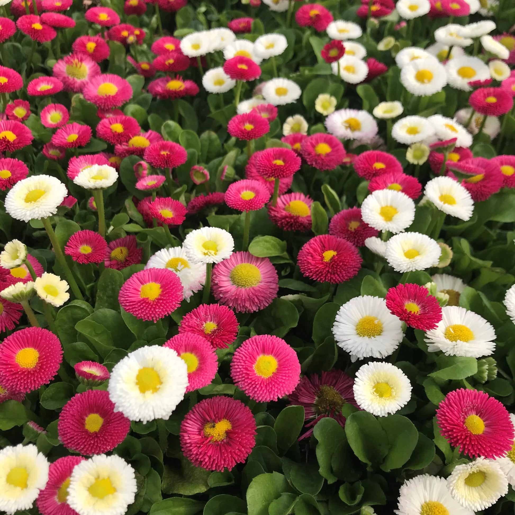 Red Daisy Bellis perennis Seeds for Planting flower bed pollinator garden