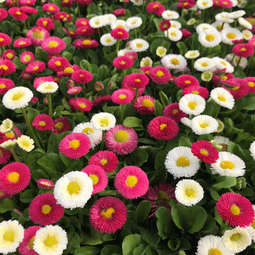 Red Daisy Bellis perennis Seeds for Planting flower bed pollinator garden