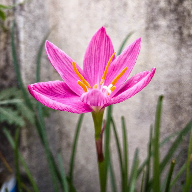 Zephyranthes Flower Planting Seed - Ideal for Vibrant Garden Blooms and Easy Care