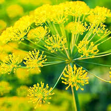 Mammoth Dill (Anethum graveolens) Seeds