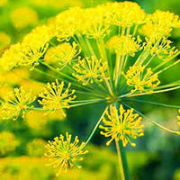Mammoth Dill (Anethum graveolens) Seeds