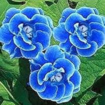Light Blue Gloxinia Flower Seeds for Planting – Heirloom NonGMO High Germination Organic Garden Seeds for Bright Blooms
 
 Sale