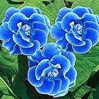 Light Blue Gloxinia Flower Seeds for Planting – Heirloom NonGMO High Germination Organic Garden Seeds for Bright Blooms
 
 Sale