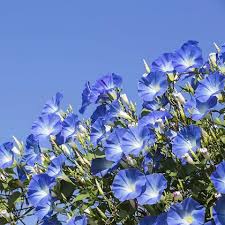 Light Blue Gloxinia Flower Seeds for Planting – Heirloom NonGMO High Germination Organic Garden Seeds for Bright Blooms
 
 Sale