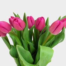 Deep Pink Tulip Flower Seeds for Planting – Heirloom NonGMO High Germination Organic Garden Seeds for Vibrant Spring Blooms
 
 Sale