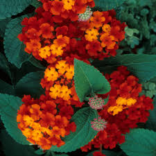 Red Yellow Lantana Flower Seeds Colorful Display Heirloom NonGMO Organic Garden Seeds for Planting
 
 Sale