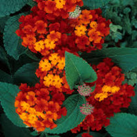Red Yellow Lantana Flower Seeds Colorful Display Heirloom NonGMO Organic Garden Seeds for Planting
 
 Sale
