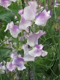 White Purple Sweet Pea Flower Seeds Fragrant Blossoms Heirloom NonGMO Organic Garden Seeds for Planting
 
 Sale