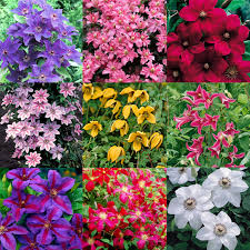 100 Pcs