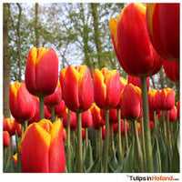 Yellow Red Tulip Flower Seeds for Planting – Heirloom NonGMO Premium Organic Garden Seeds with High Germination
 
 Sale