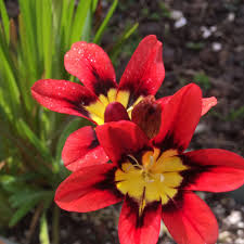 Blue Red Sparaxis Flower Seeds for Planting – Heirloom NonGMO Organic Garden Seeds High Germination
 
 Sale for planting in home garden