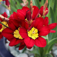 Red Yellow Sparaxis Flower Seeds Long Bloom Season Heirloom NonGMO Organic Garden Seeds for Planting
 
 Sale