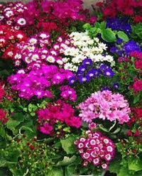 Mixed Color Florist's Cineraria Flower Seeds Easy to Grow Heirloom NonGMO Organic Garden Seeds for Planting
 
 Sale