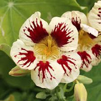 White Red Nasturtium Flower Seeds Compact Growth Heirloom NonGMO Organic Garden Seeds for Planting
 
 Sale