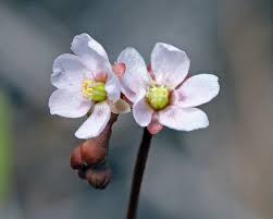 Pink Sundew Flower Seeds for Planting Heirloom NonGMO High Germination Organic Garden Seeds
 
 Sale