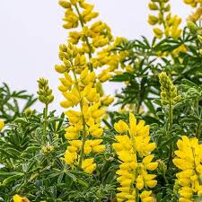 Light Yellow Lupine Flower Seeds for Planting Heirloom NonGMO Hardy High Germination Organic Garden Seeds
 
 Sale