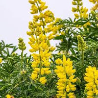 Light Yellow Lupine Flower Seeds for Planting Heirloom NonGMO Hardy High Germination Organic Garden Seeds
 
 Sale
