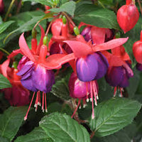 Purple Red Fuchsia Hybrida Flower Seeds for Planting Heirloom NonGMO Easy to Grow Organic Garden Seeds
 
 Sale
