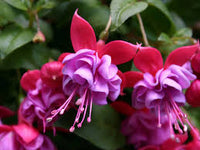 Purple Red Fuchsia Hybrida Flower Seeds for Planting Heirloom NonGMO Easy to Grow Organic Garden Seeds
 
 Sale