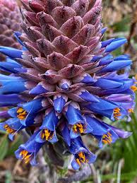 Violet Puya Santosii Seeds for Planting Heirloom NonGMO High Germination Organic Garden Seeds
 
 Sale