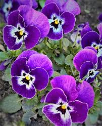 Brown Violet Pansy Flower Seeds for Planting – Heirloom NonGMO High Germination Organic Garden Seeds
 
 Sale