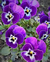 Brown Violet Pansy Flower Seeds for Planting – Heirloom NonGMO High Germination Organic Garden Seeds
 
 Sale