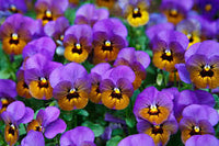 Brown Violet Pansy Flower Seeds for Planting – Heirloom NonGMO High Germination Organic Garden Seeds
 
 Sale