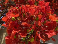 Orange Jacaranda Flower Seeds for Planting – Heirloom NonGMO Bright Bloom Organic Garden Seeds with High Germination
 
 Sale