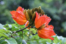 Orange Jacaranda Flower Seeds for Planting – Heirloom NonGMO Bright Bloom Organic Garden Seeds with High Germination
 
 Sale