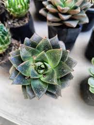 Dark Green Succulent Flower Seeds for Planting – Heirloom NonGMO Shade Tolerant Organic Garden Seeds with High Germination
 
 Sale