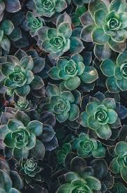 Dark Green Succulent Flower Seeds for Planting – Heirloom NonGMO Shade Tolerant Organic Garden Seeds with High Germination
 
 Sale