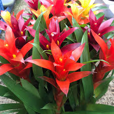 Mixed Bromeliad Seeds for Planting – Heirloom NonGMO SunLoving Organic Garden Seeds with High Germination
 
 Sale