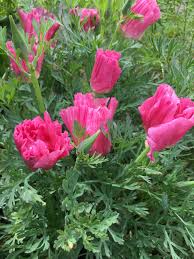 Pink Eschscholtzia Flower Seeds for Planting – Heirloom NonGMO Seasonal Bloomer Organic Garden Seeds with High Germination
 
 Sale