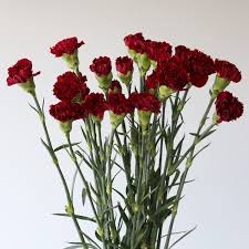 Burgundy Carnations Flower Seeds for Planting – Heirloom NonGMO Wildflower Mix Organic Garden Seeds with High Germination
 
 Sale