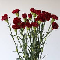 Burgundy Carnations Flower Seeds for Planting – Heirloom NonGMO Wildflower Mix Organic Garden Seeds with High Germination
 
 Sale