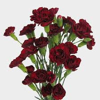 Burgundy Carnations Flower Seeds for Planting – Heirloom NonGMO Wildflower Mix Organic Garden Seeds with High Germination
 
 Sale for planting in home garden